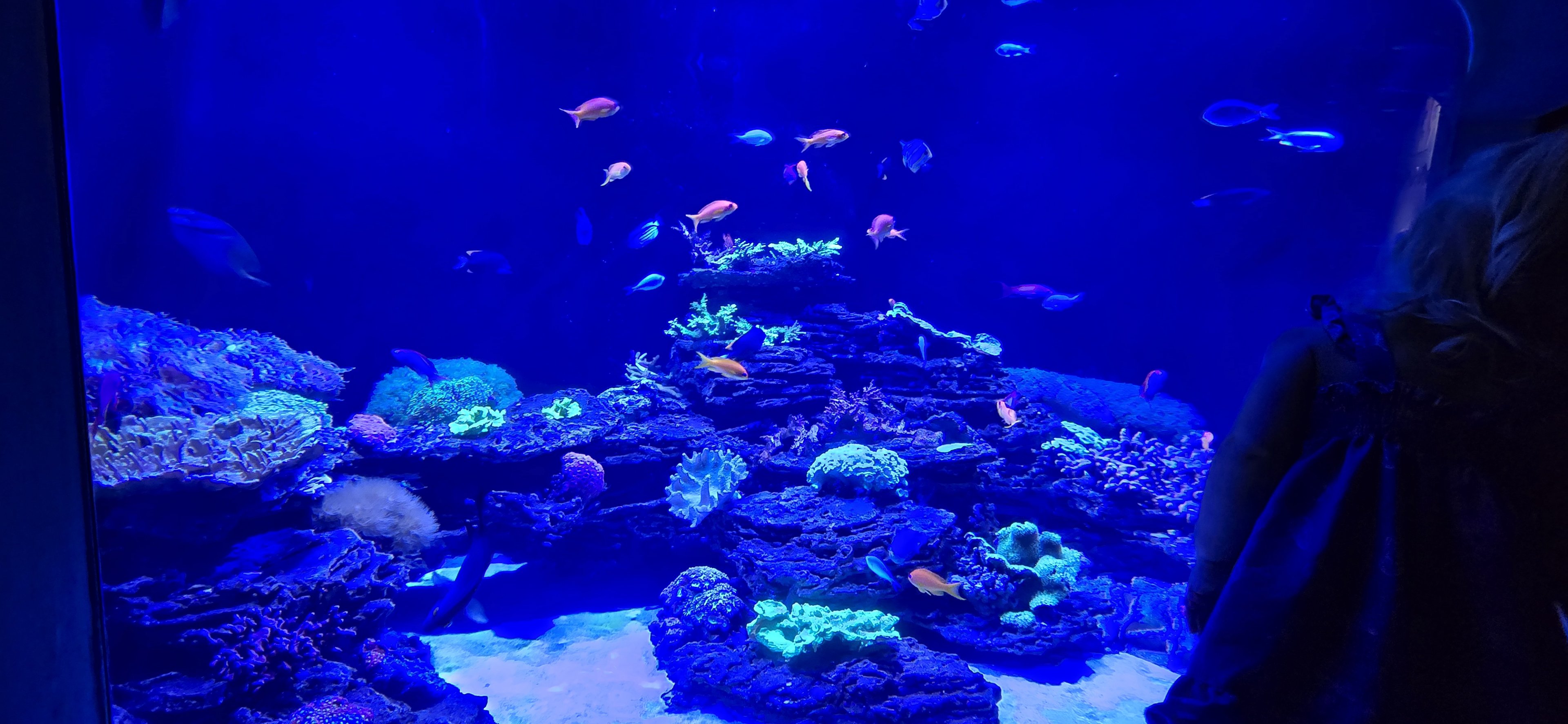 Florida Reefs - 'Ako'ako'a