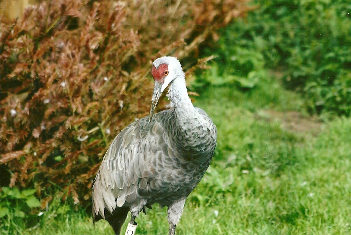 Florida Sandhill Crane 11th September 2012
