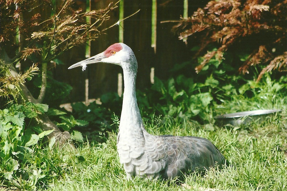 Florida Sandhill Crane 11th September 2012