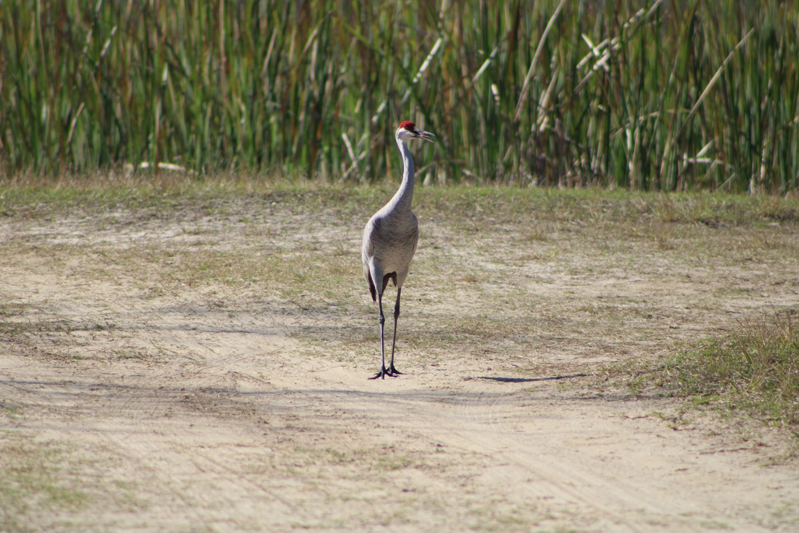 Florida Sandhill Crane (A. c. pratensis)