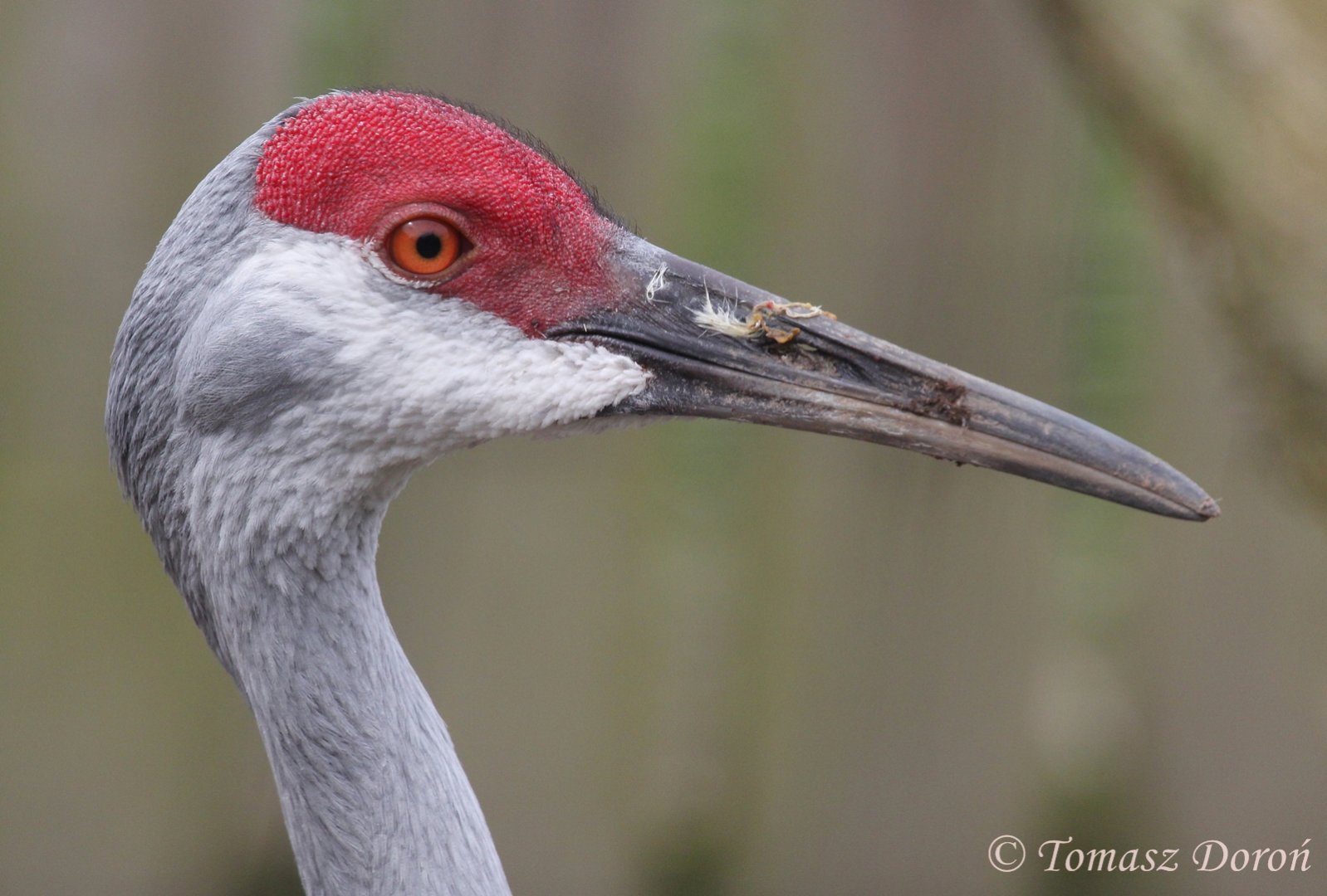 Florida Sandhill Crane (Antigone canadensis pratensis), April 2017