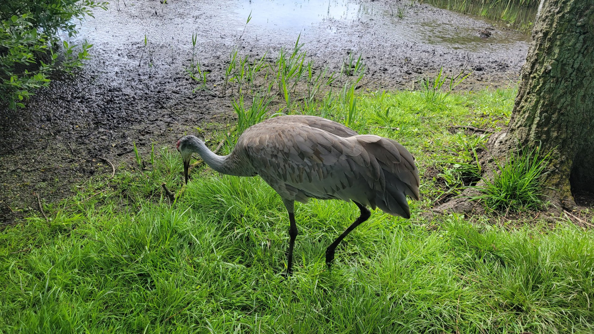 Florida sandhill crane (Antigone canadensis pratensis)