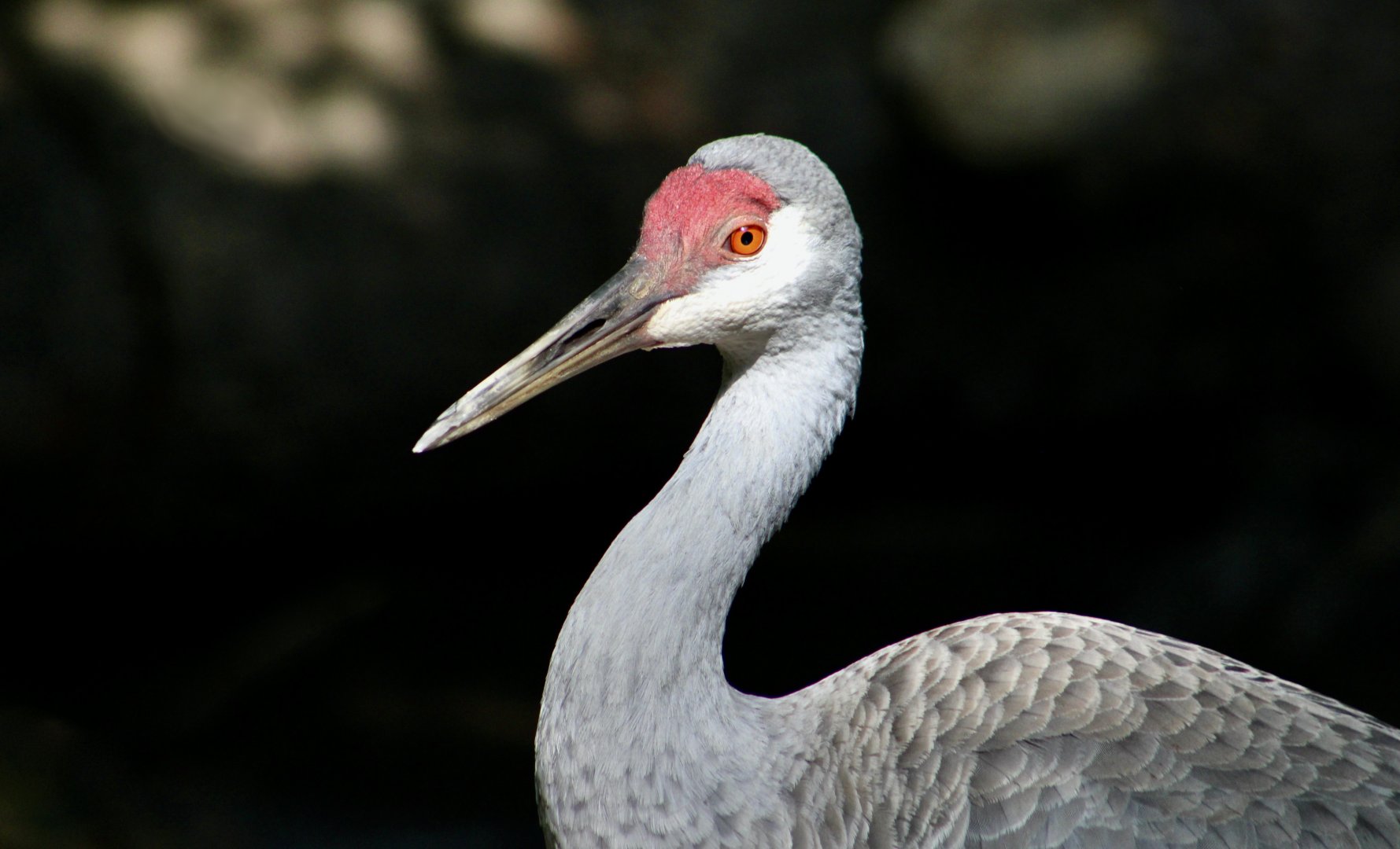 Florida Sandhill Crane (Antigone canadensis pratensis)