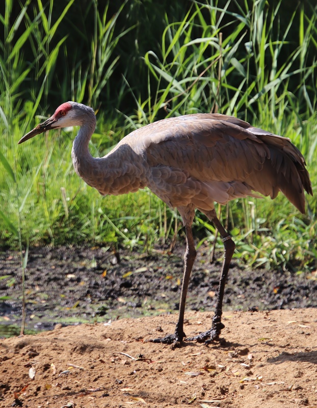 Florida sandhill crane (Antigone canadensis pratensis)