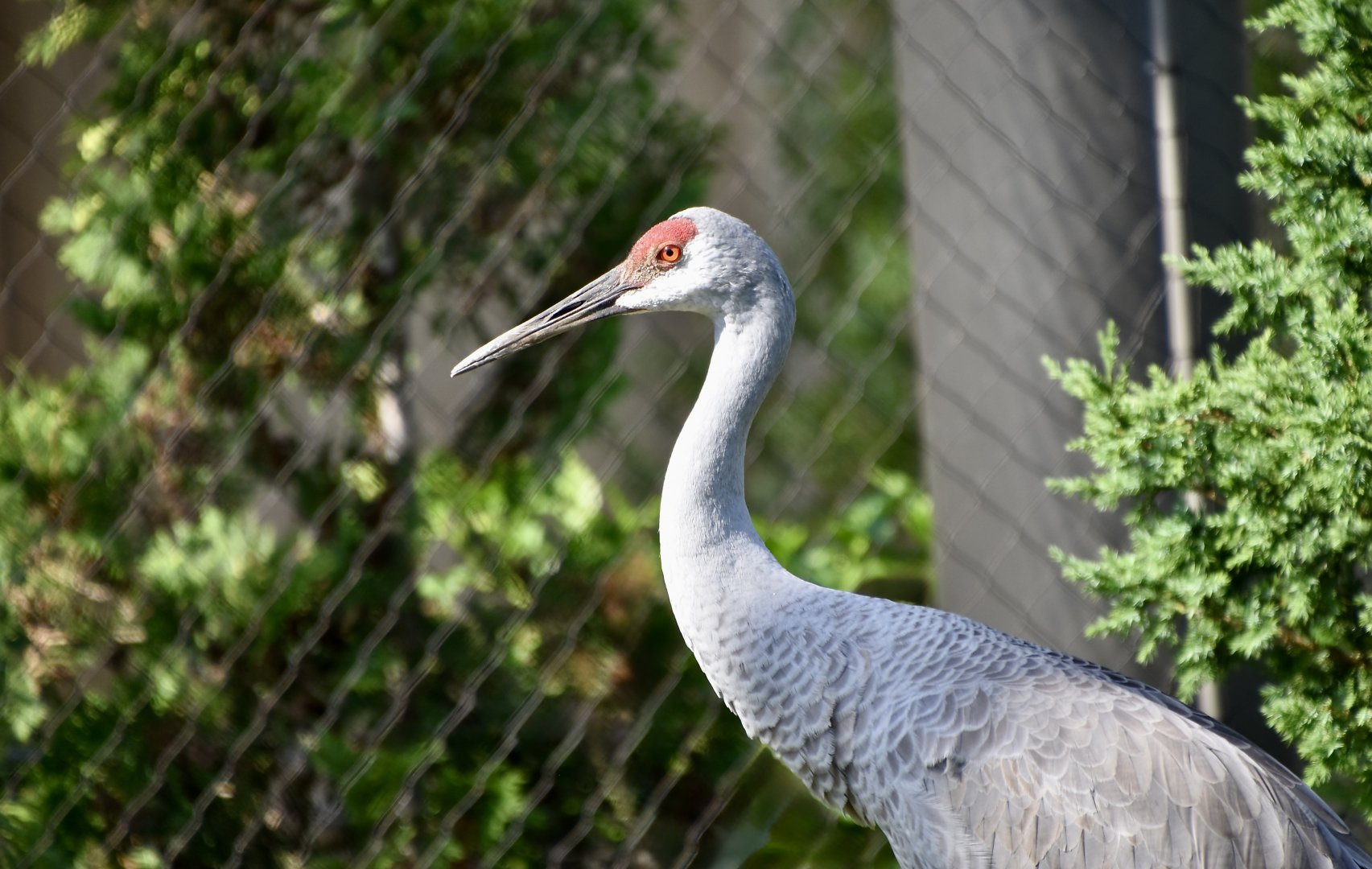 Florida Sandhill Crane (Antigone canadensis pratensis)