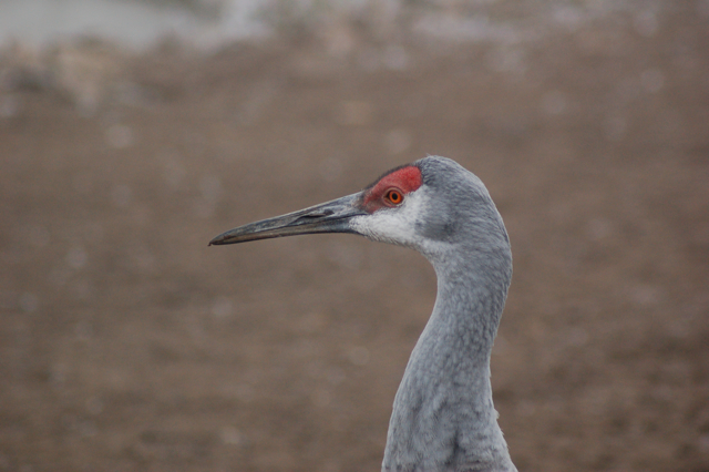 Florida sandhill crane, Blackbrook, 31.12.08