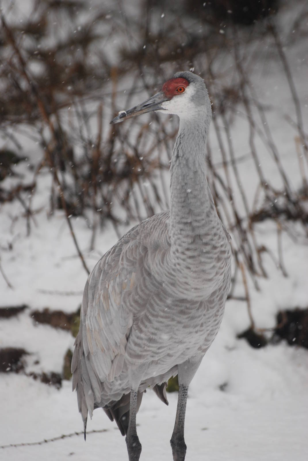 Florida Sandhill Crane, Blackbrook in the Snow (again!) 27/12/10
