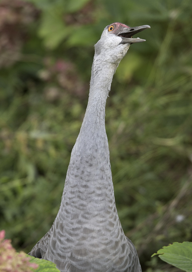 Florida sandhill crane calling