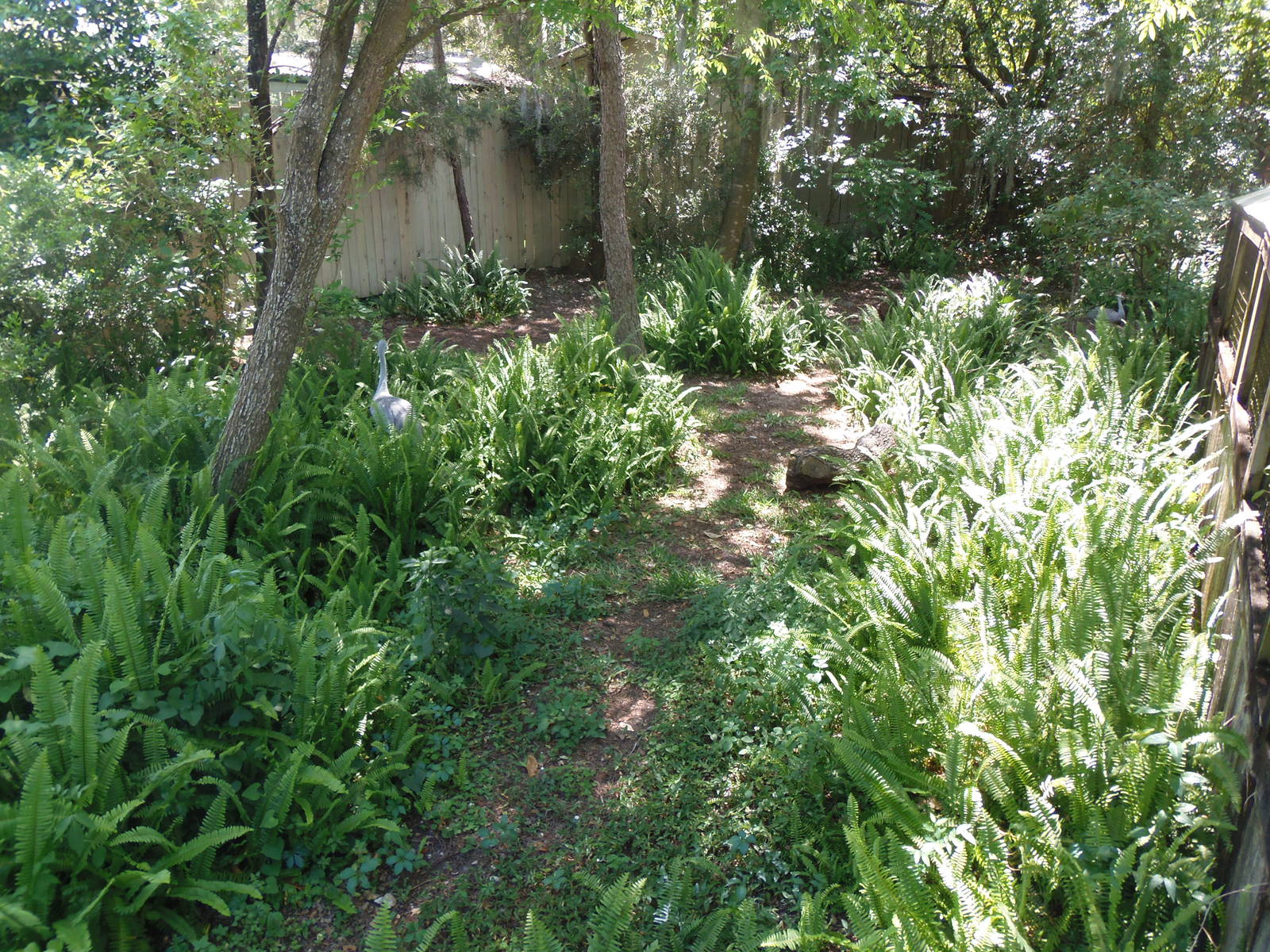 Florida Sandhill Crane Exhibit