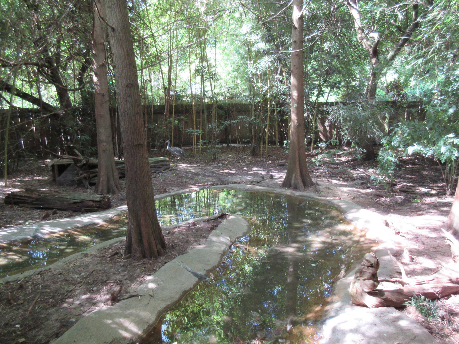Florida Sandhill Crane Exhibit