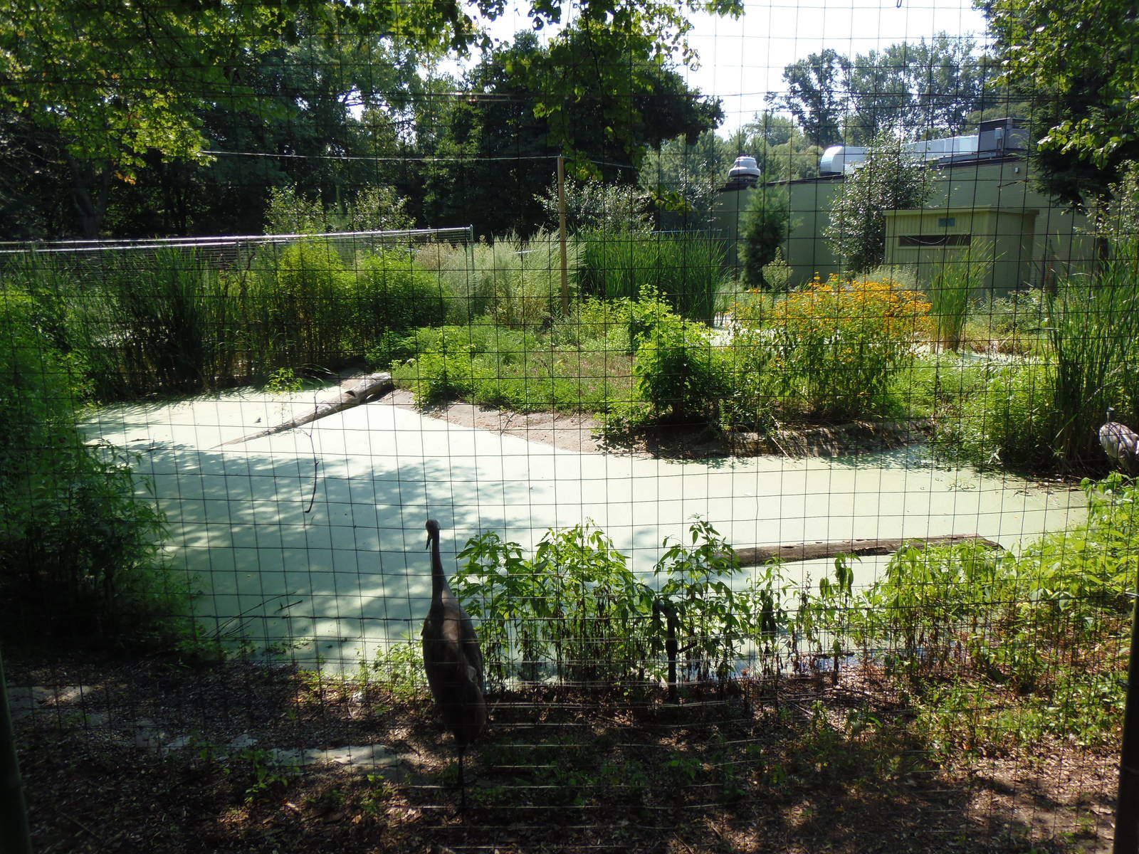 Florida Sandhill Crane Exhibit