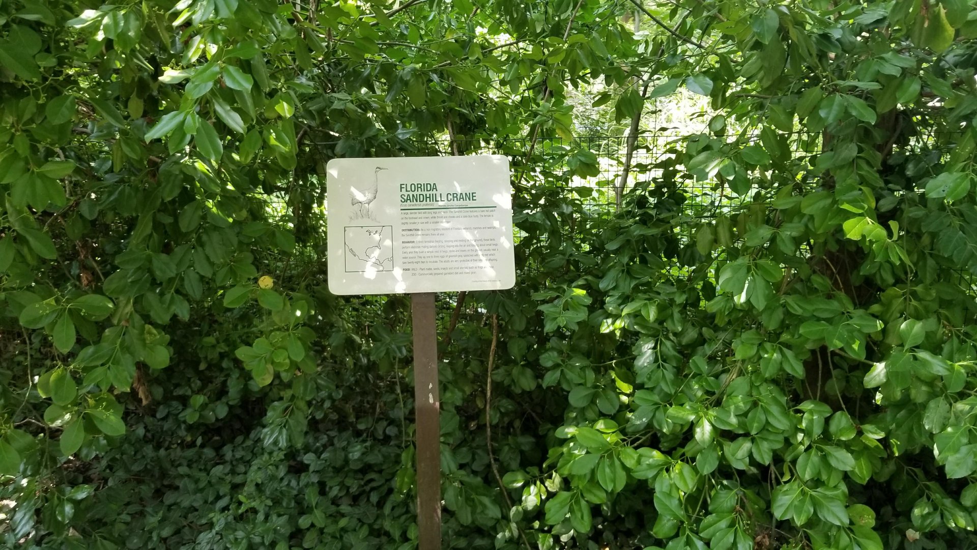 Florida sandhill crane sign