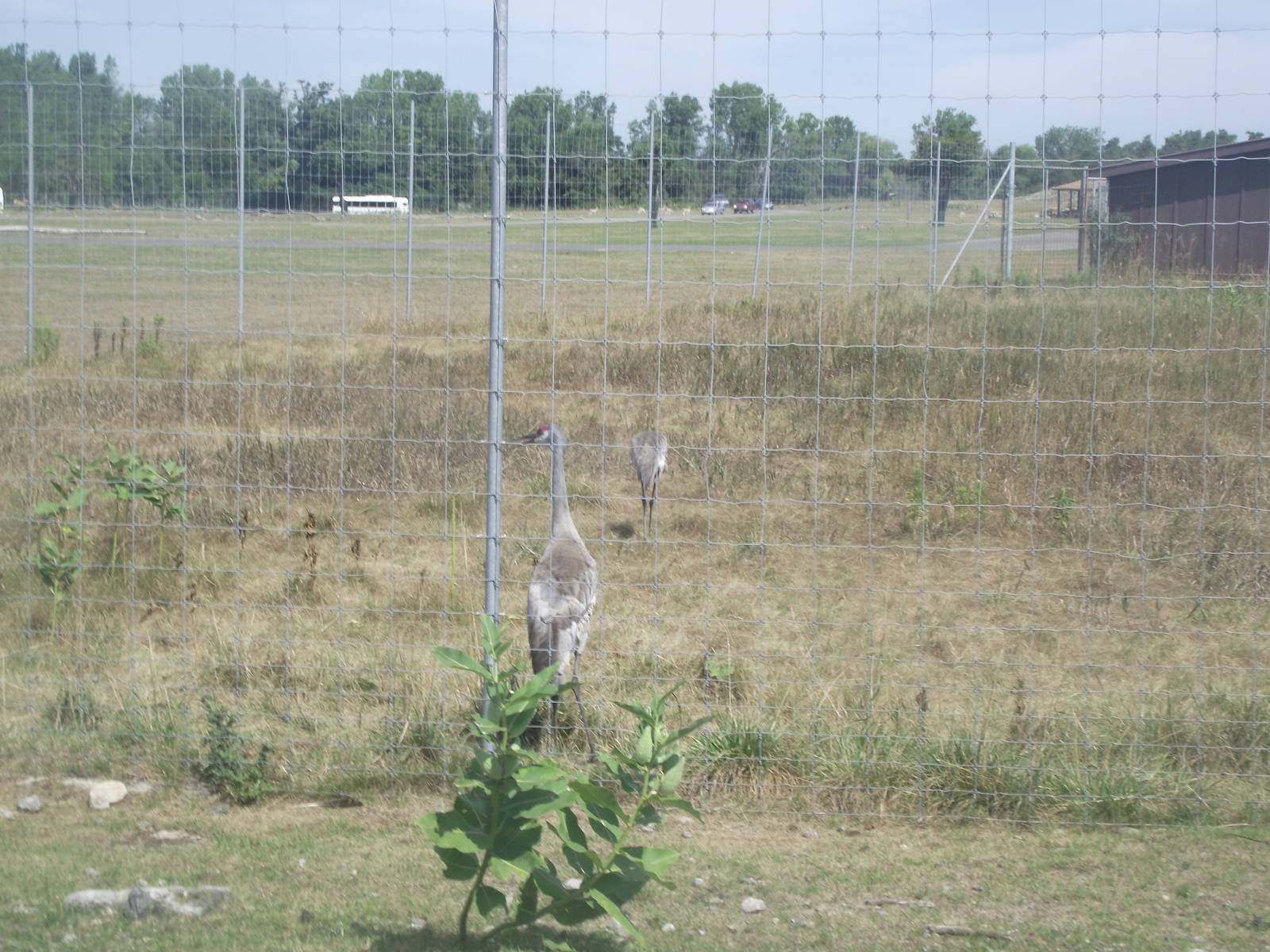 Florida Sandhill Crane