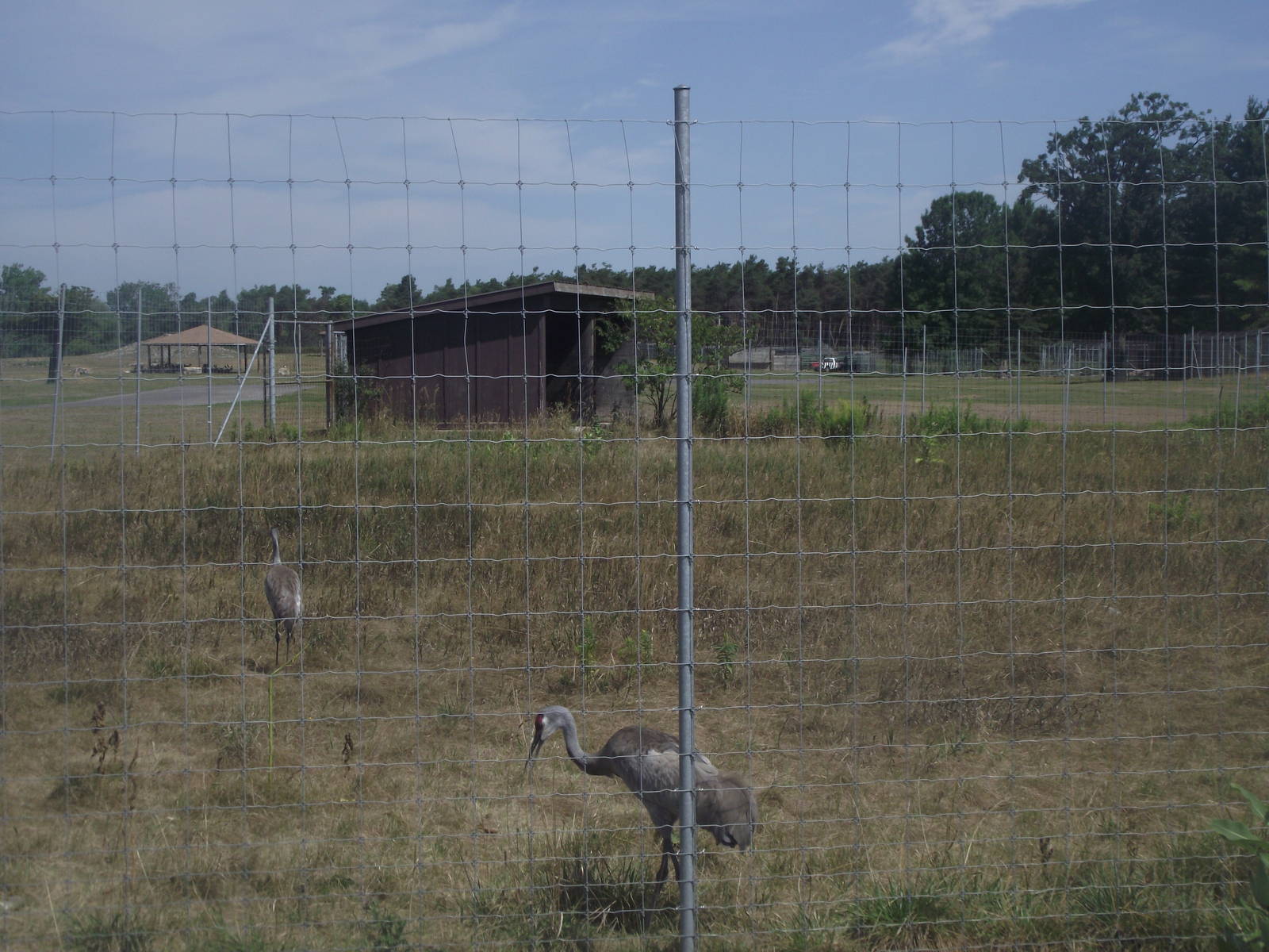 Florida Sandhill Crane