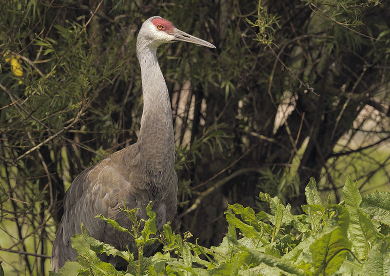 Florida sandhill crane