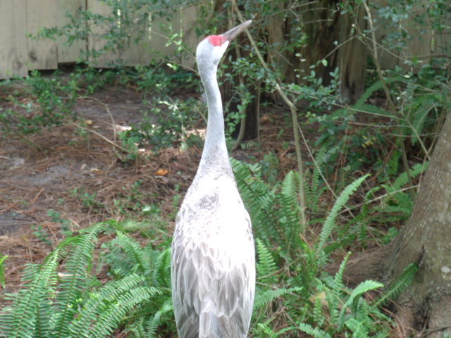 Florida Sandhill Crane