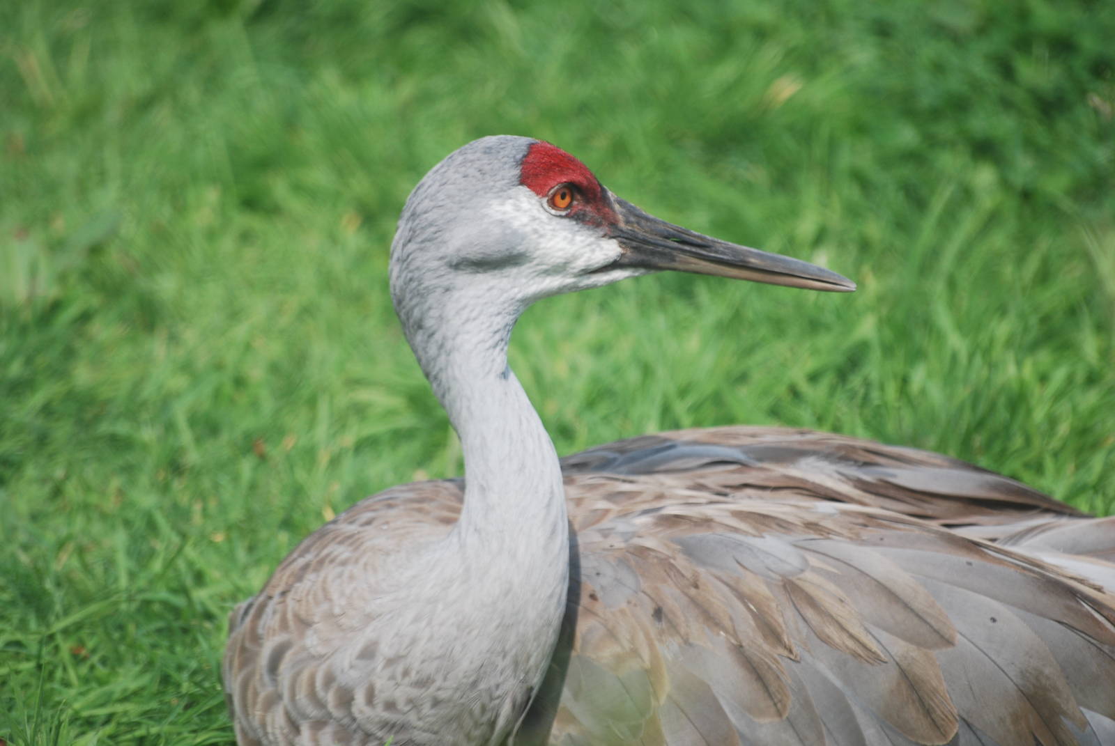 Florida sandhill crane