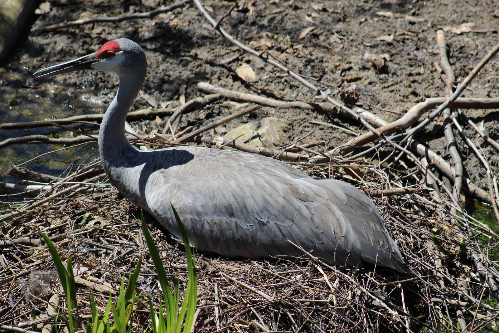 Florida Sandhill Crane
