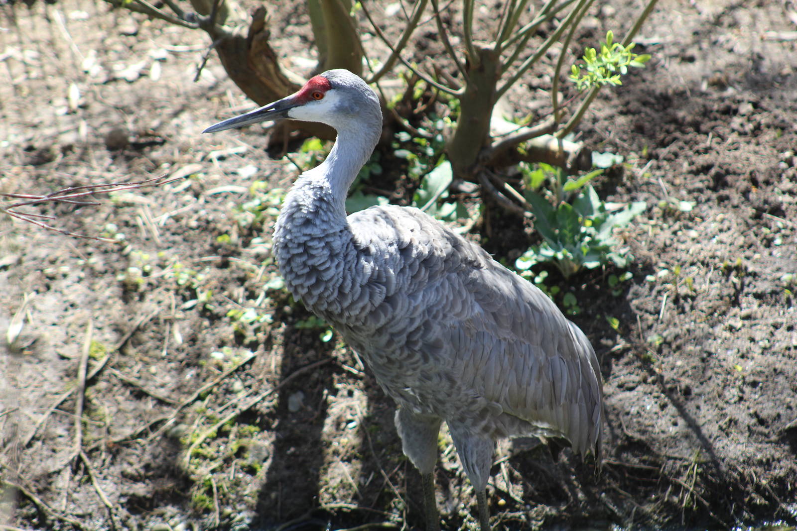Florida Sandhill Crane