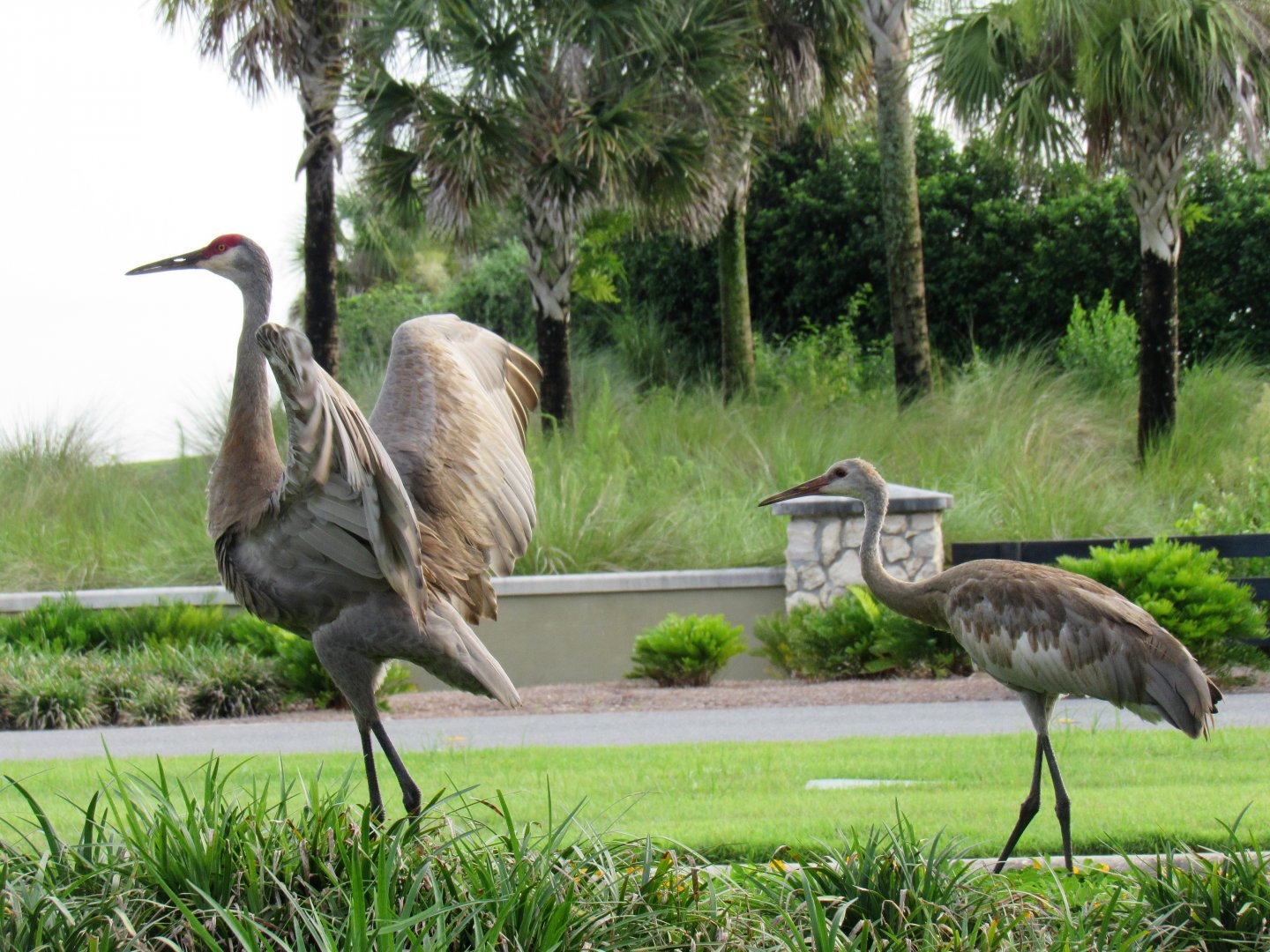 Florida sandhill crane