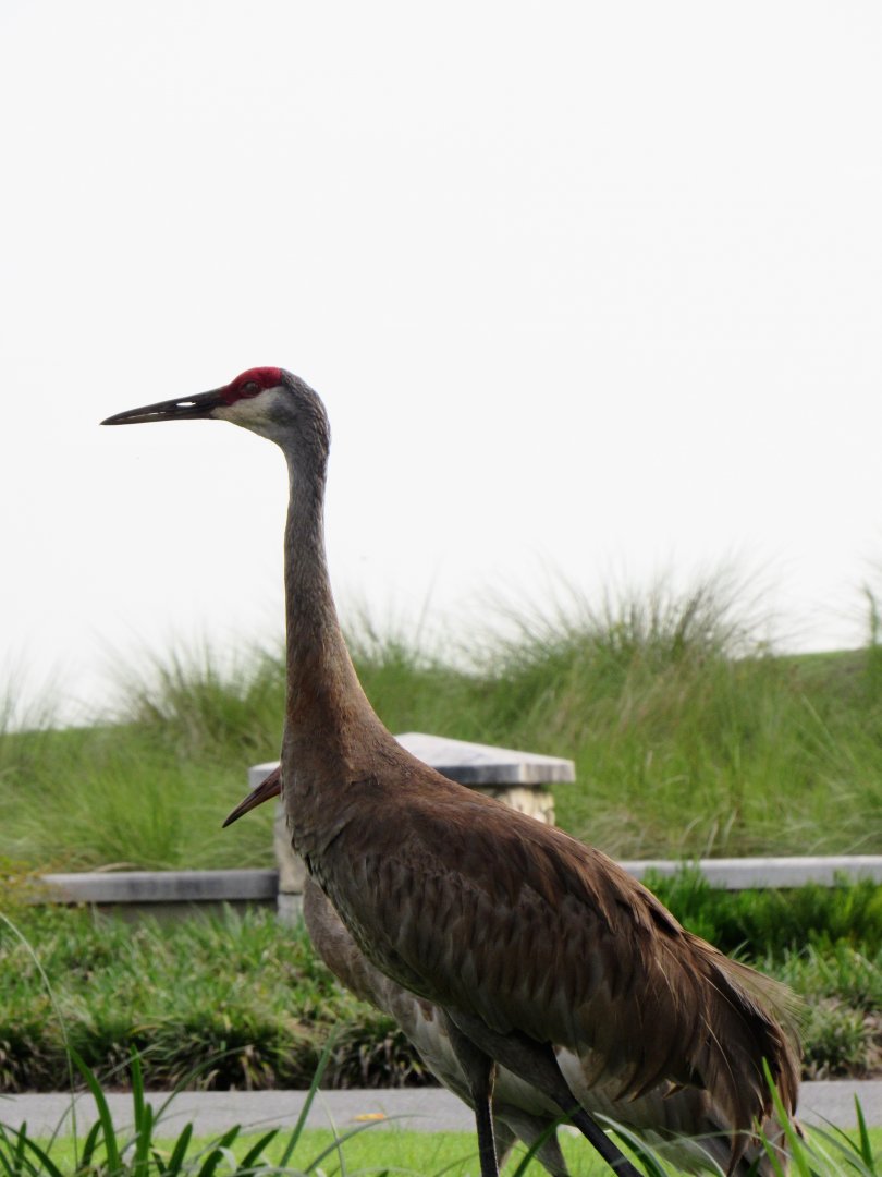 Florida sandhill crane