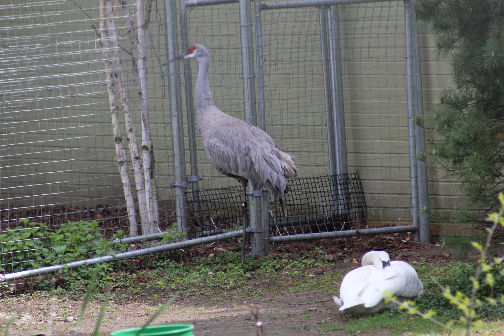 Florida Sandhill Crane