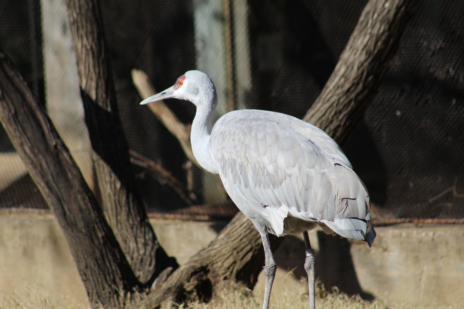 Florida Sandhill Crane