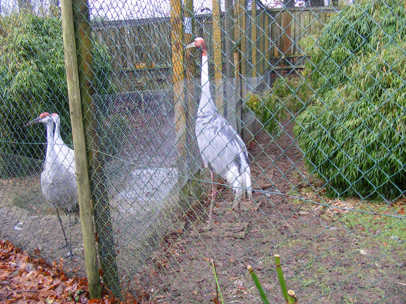 Florida sandhill cranes and sarus crane at Exmoor Zoo, 29 December 2010