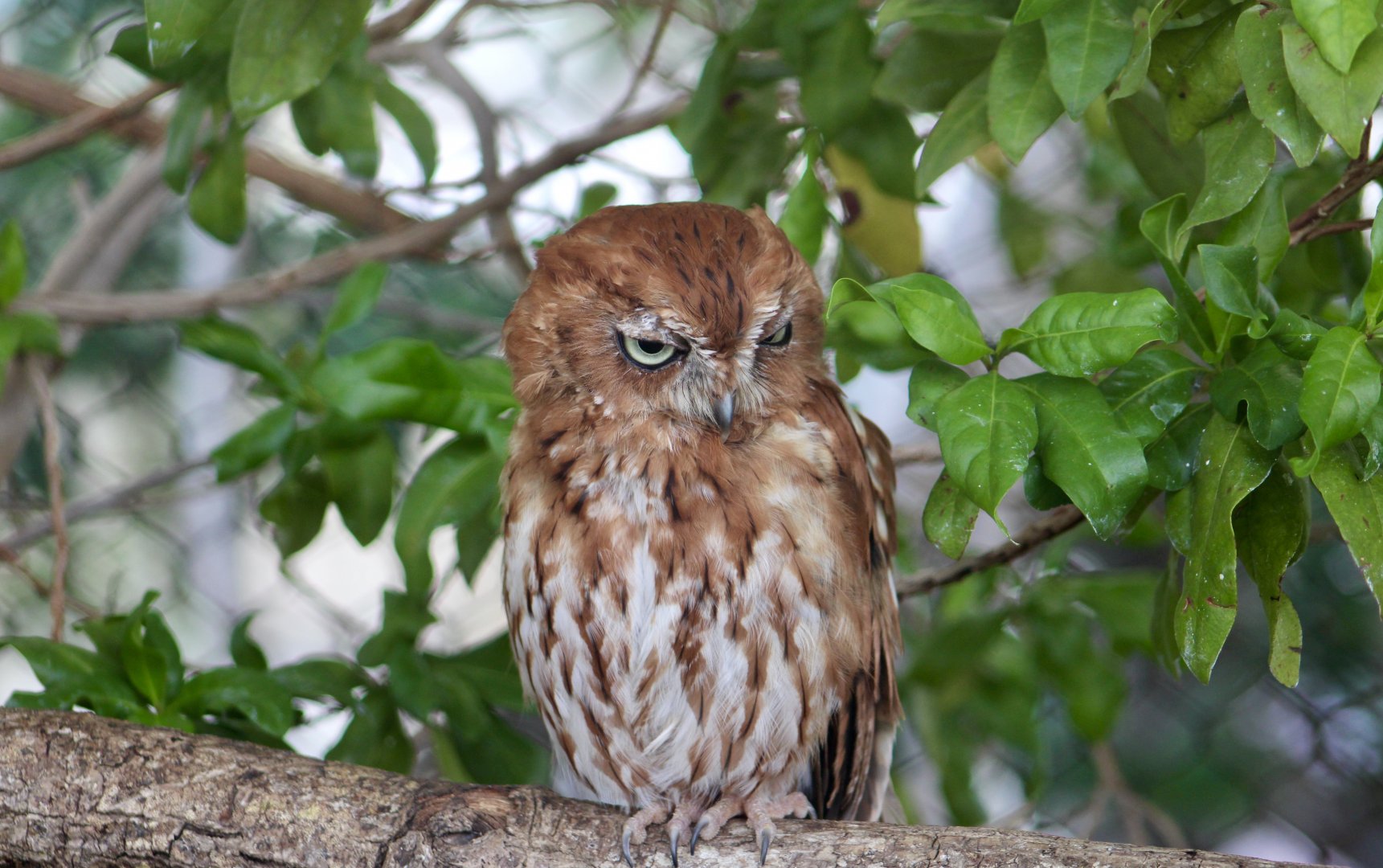 Florida Screech Owl (Megascops asio floridanus)