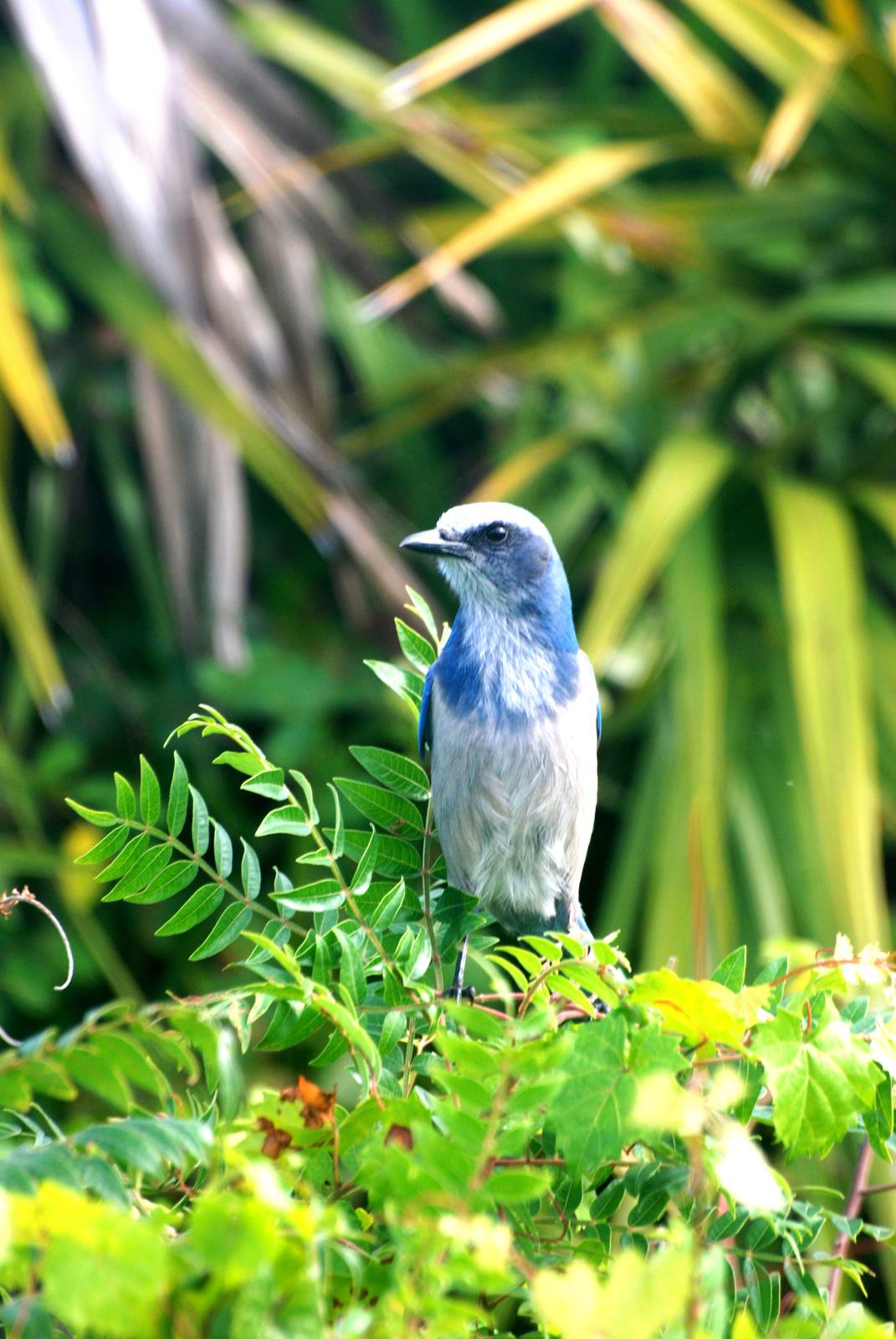 Florida Scrub-Jay, Punta Gorda, October 2013
