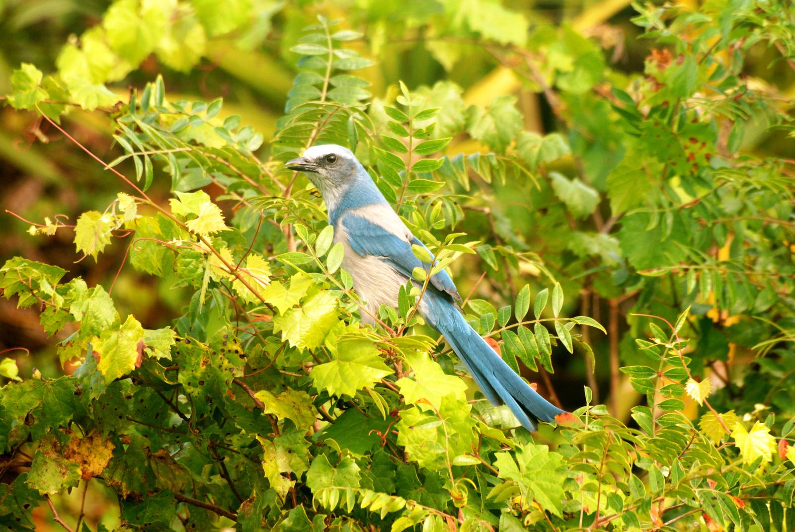 Florida Scrub-Jay, Punta Gorda, October 2013