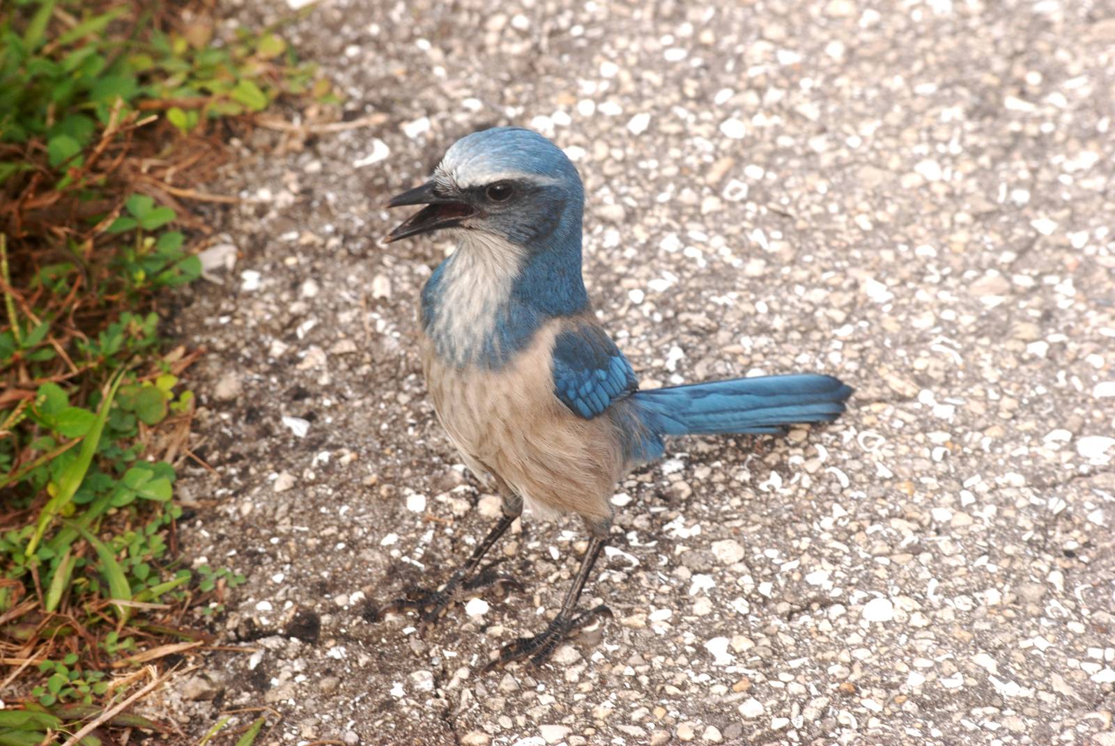 Florida Scrub-Jay, Punta Gorda, October 2013