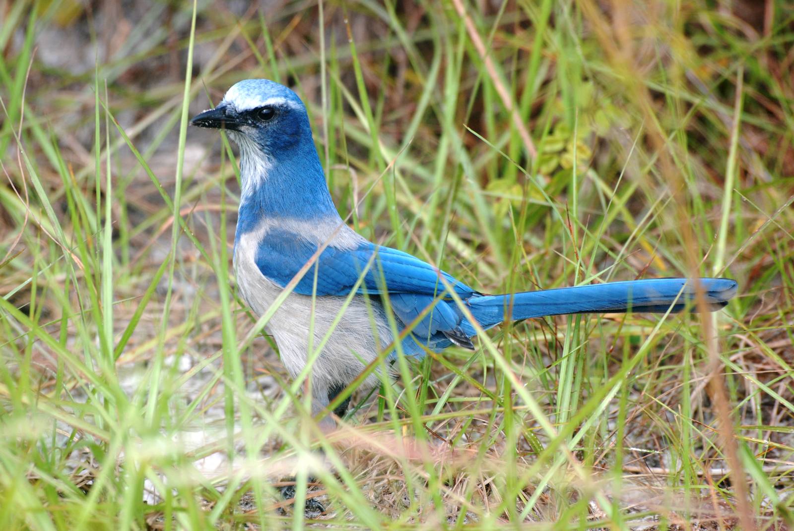 Florida Scrub-Jay, Punta Gorda, October 2013