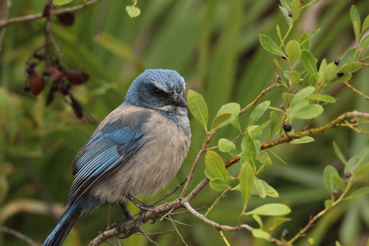 Florida Scrub Jay