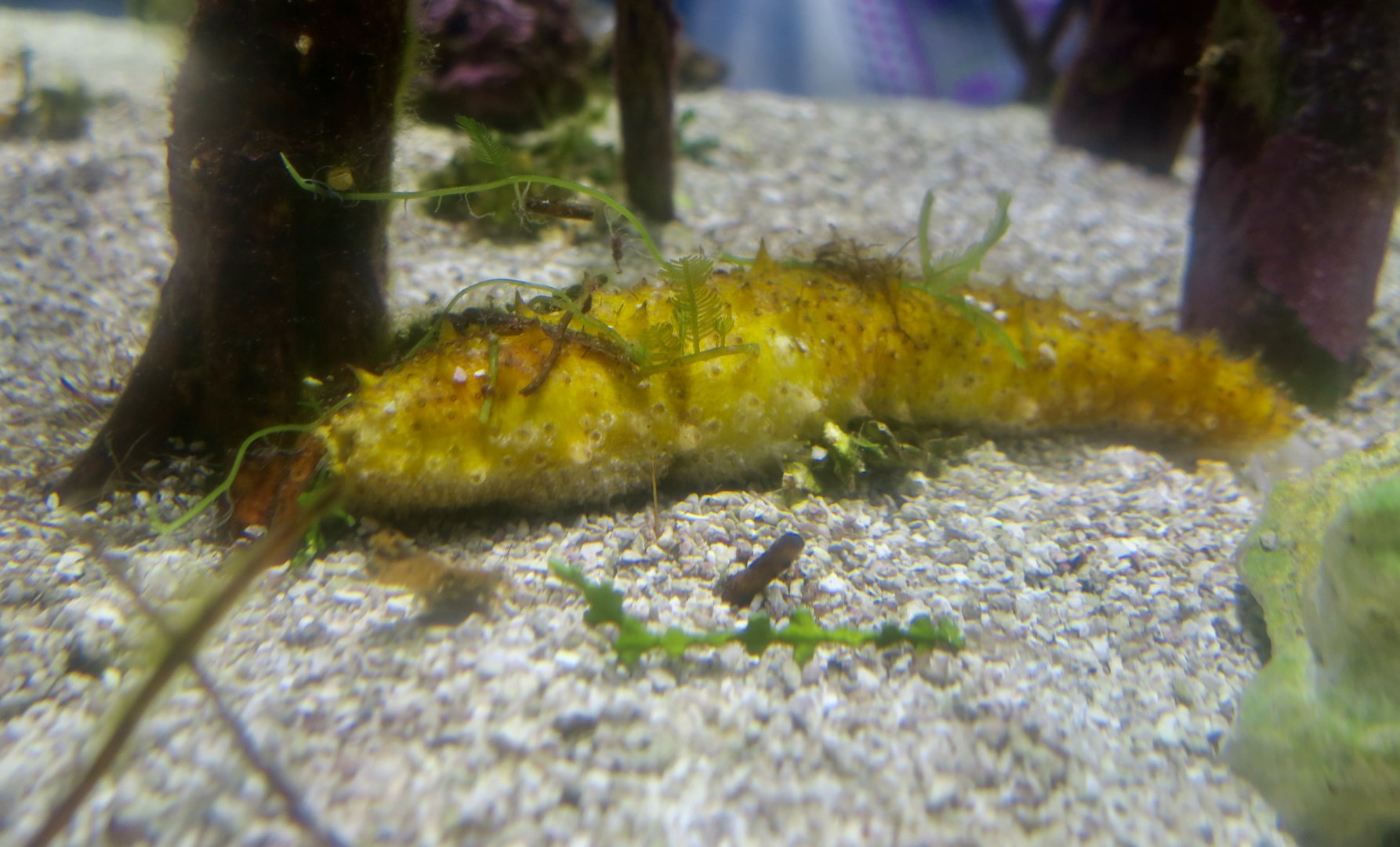 Florida Sea Cucumber (Holothuria floridana)
