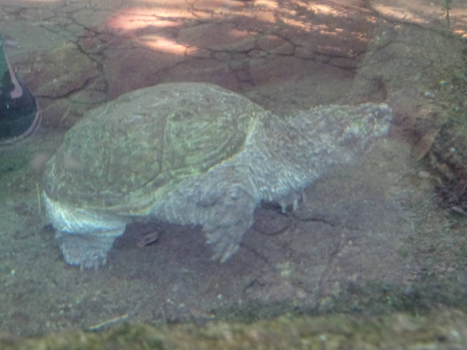 Florida Snapping Turtle at Busch Gardens Tampa