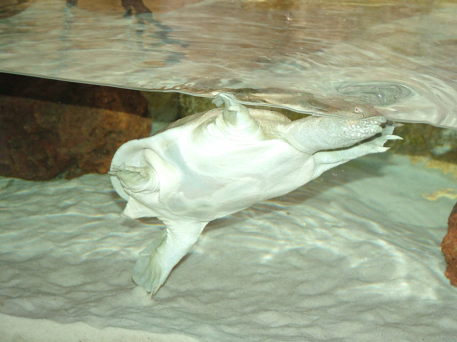 Florida Soft-shelled Turtle at Lisbon Zoo, 24/05/11
