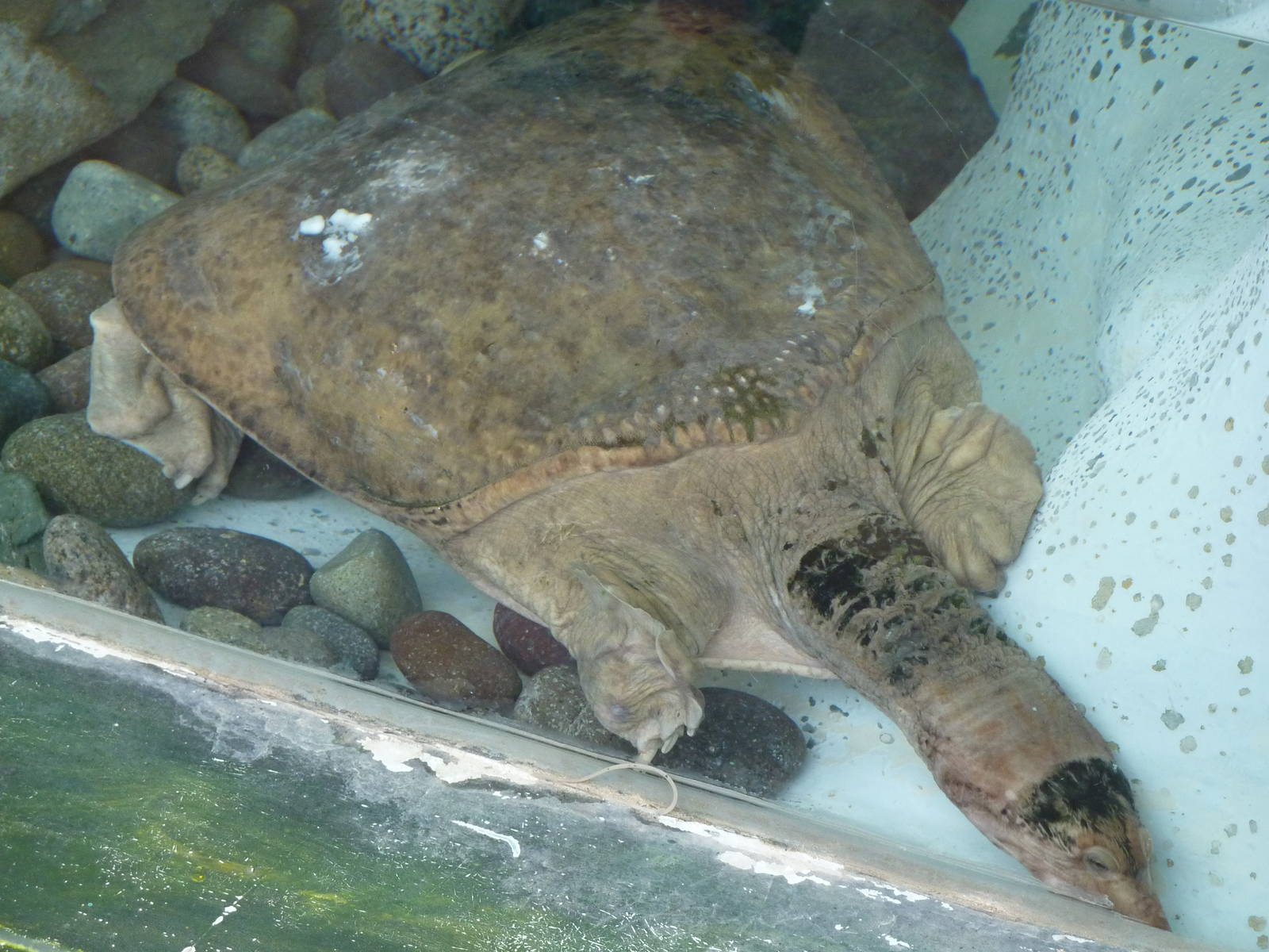 Florida Soft-shelled Turtle