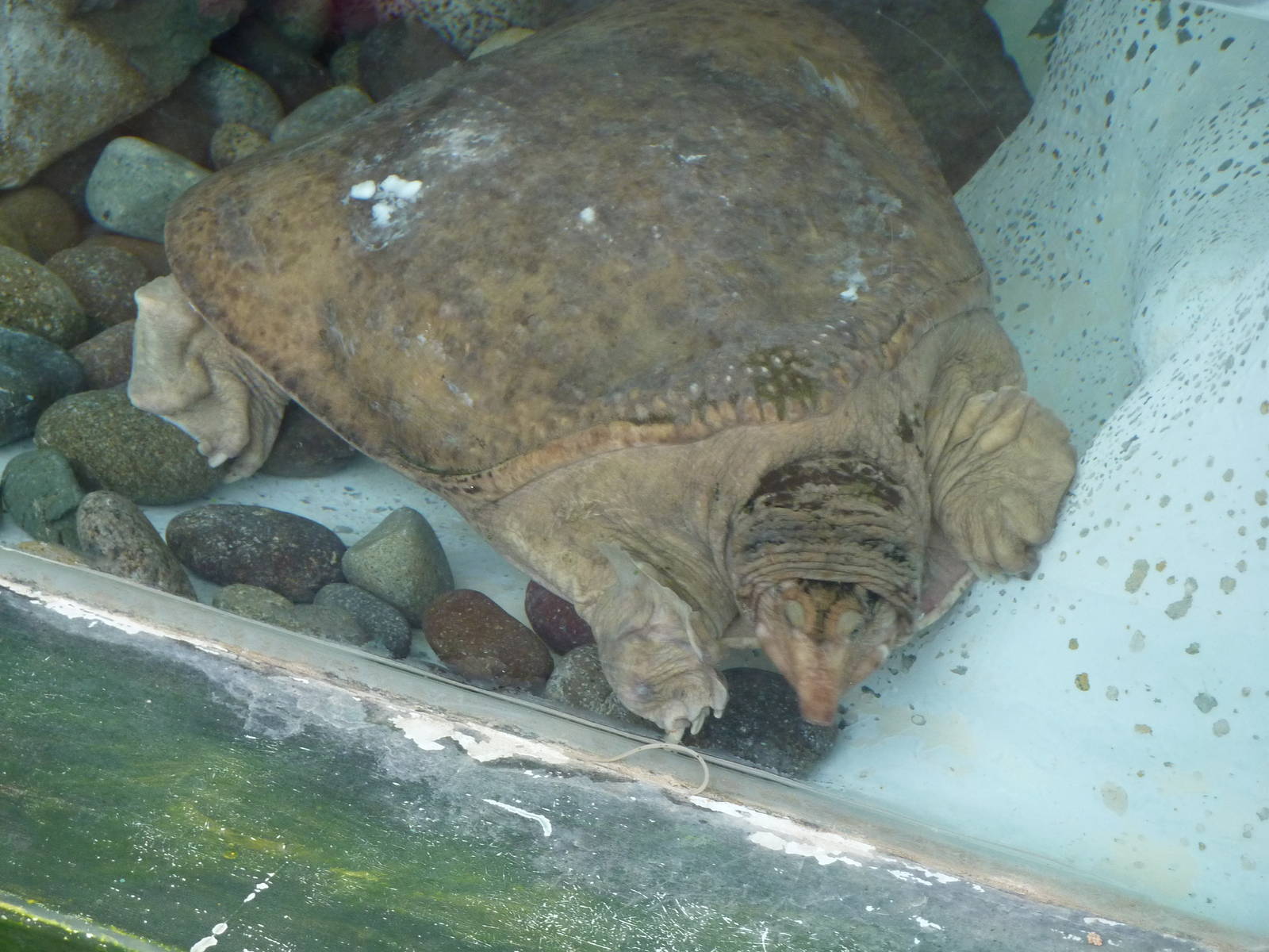 Florida Soft-shelled Turtle