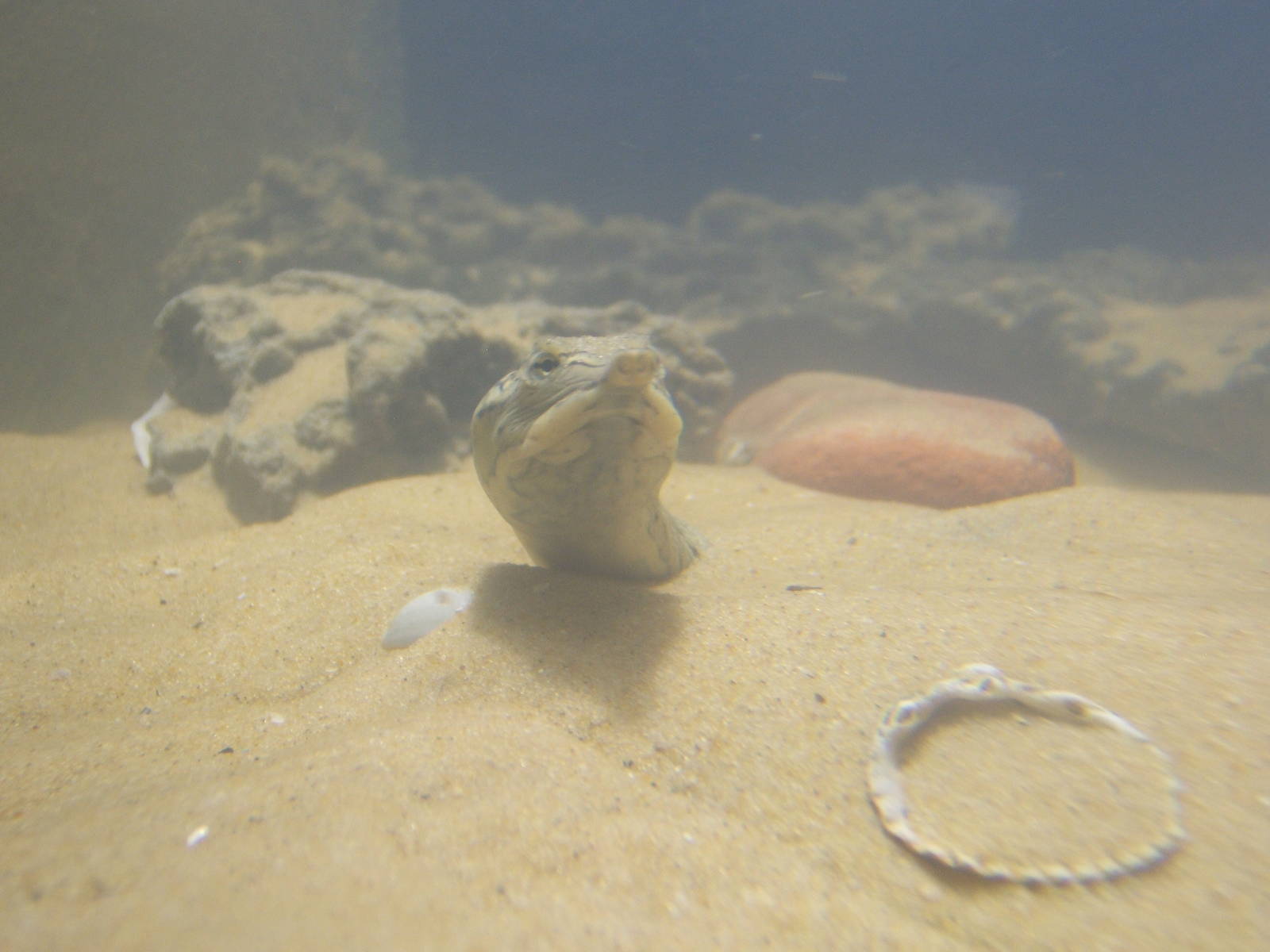 Florida Soft-shelled Turtle
