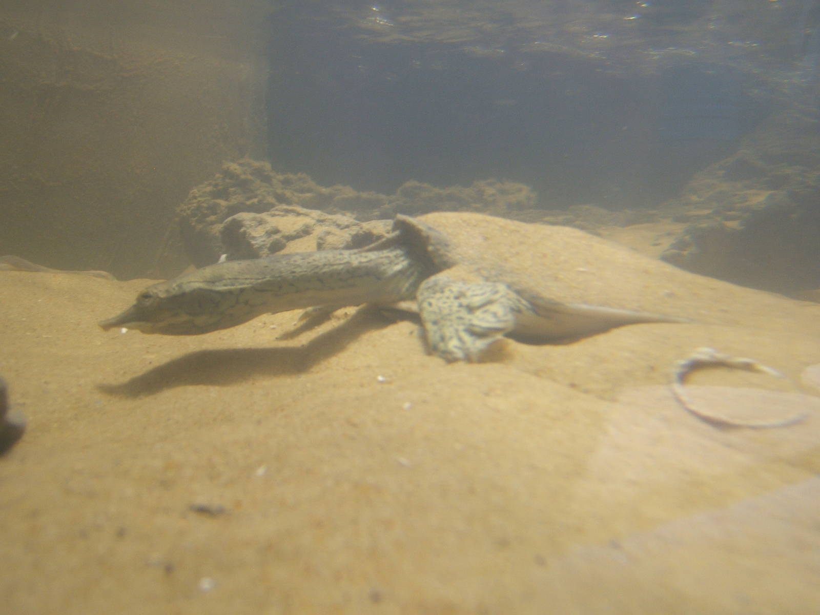 Florida Soft-shelled Turtle