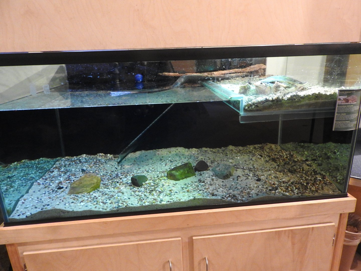 Florida Softshell Tank