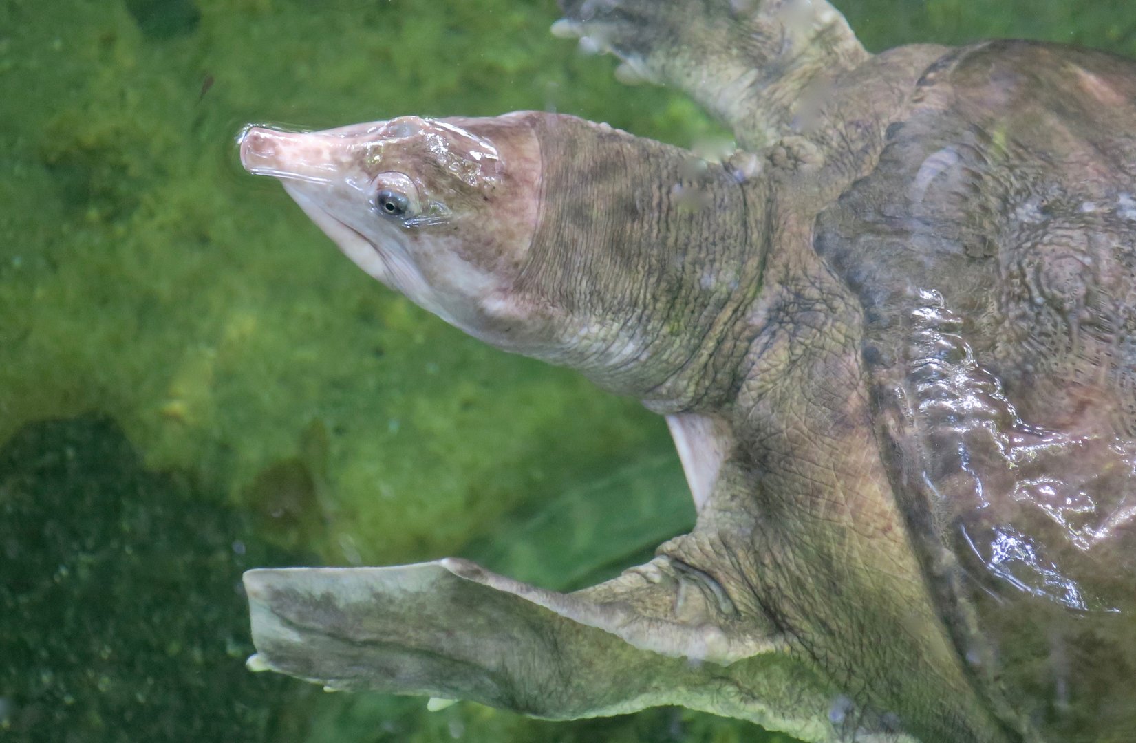 Florida Softshell Turtle (Apalone ferox)