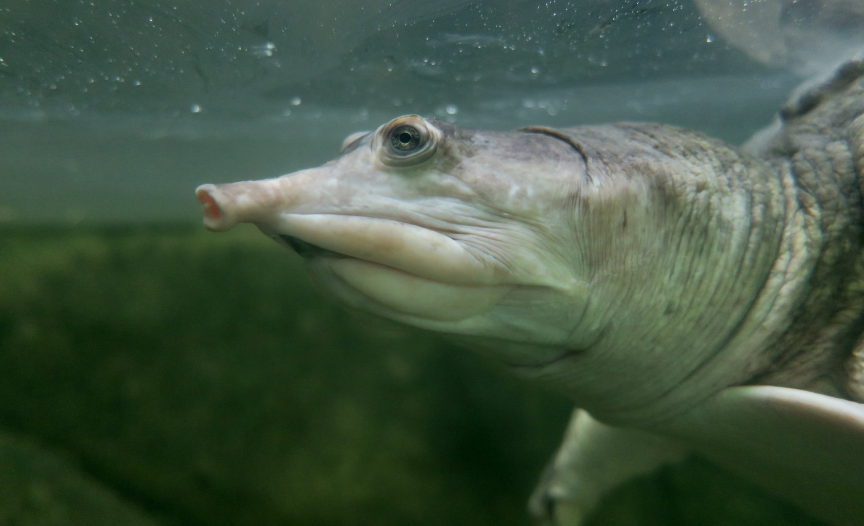 Florida Softshell Turtle (Apalone ferox)
