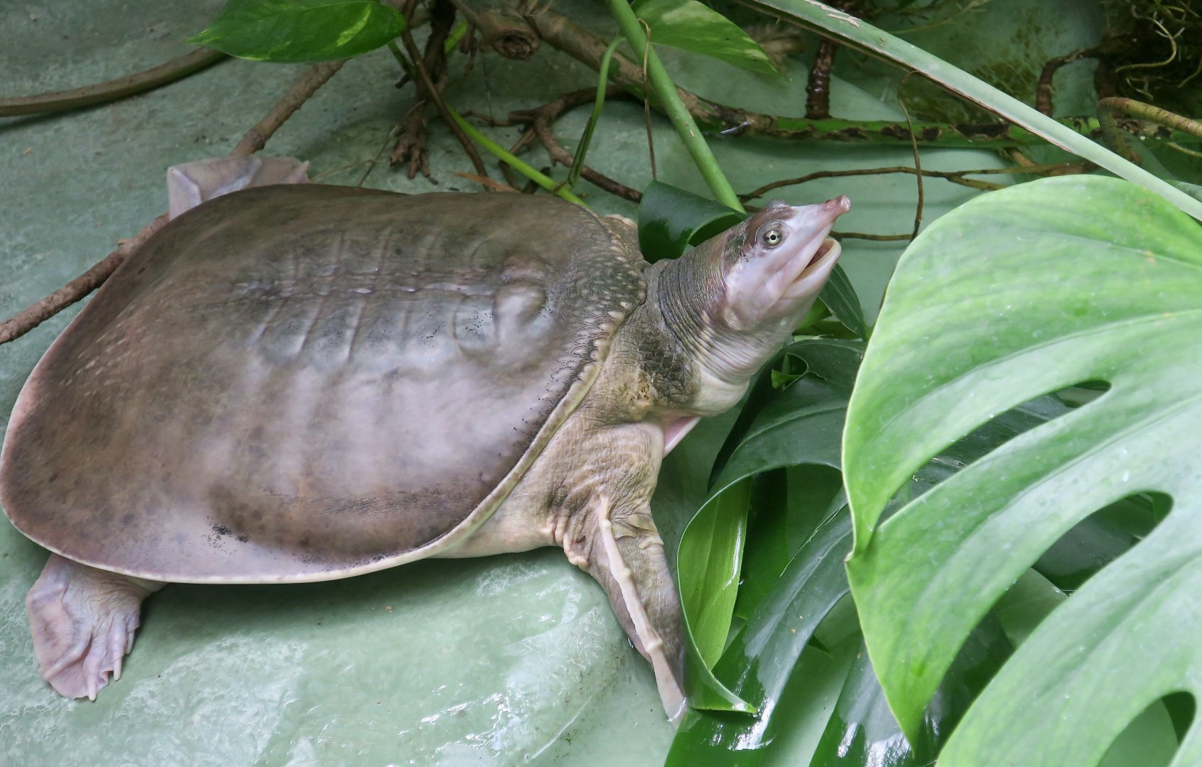 Florida Softshell Turtle (Apalone ferox)