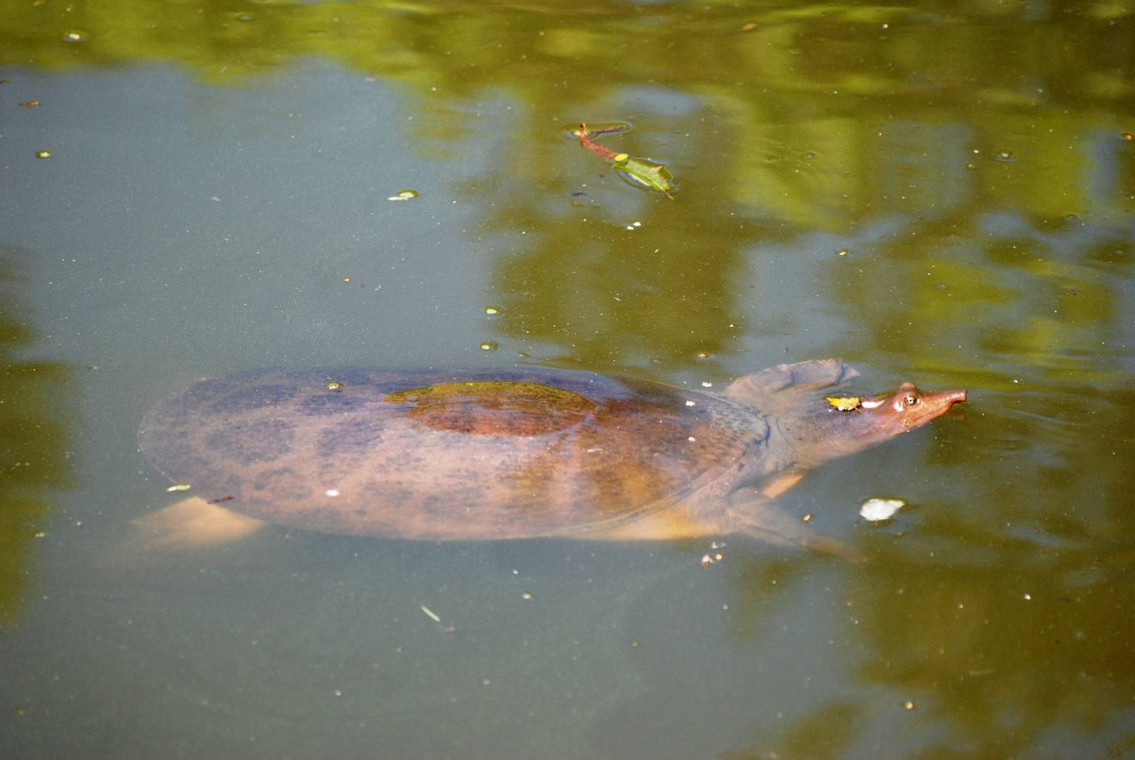 Florida Softshell Turtle at Jacksonville, 10/10/13