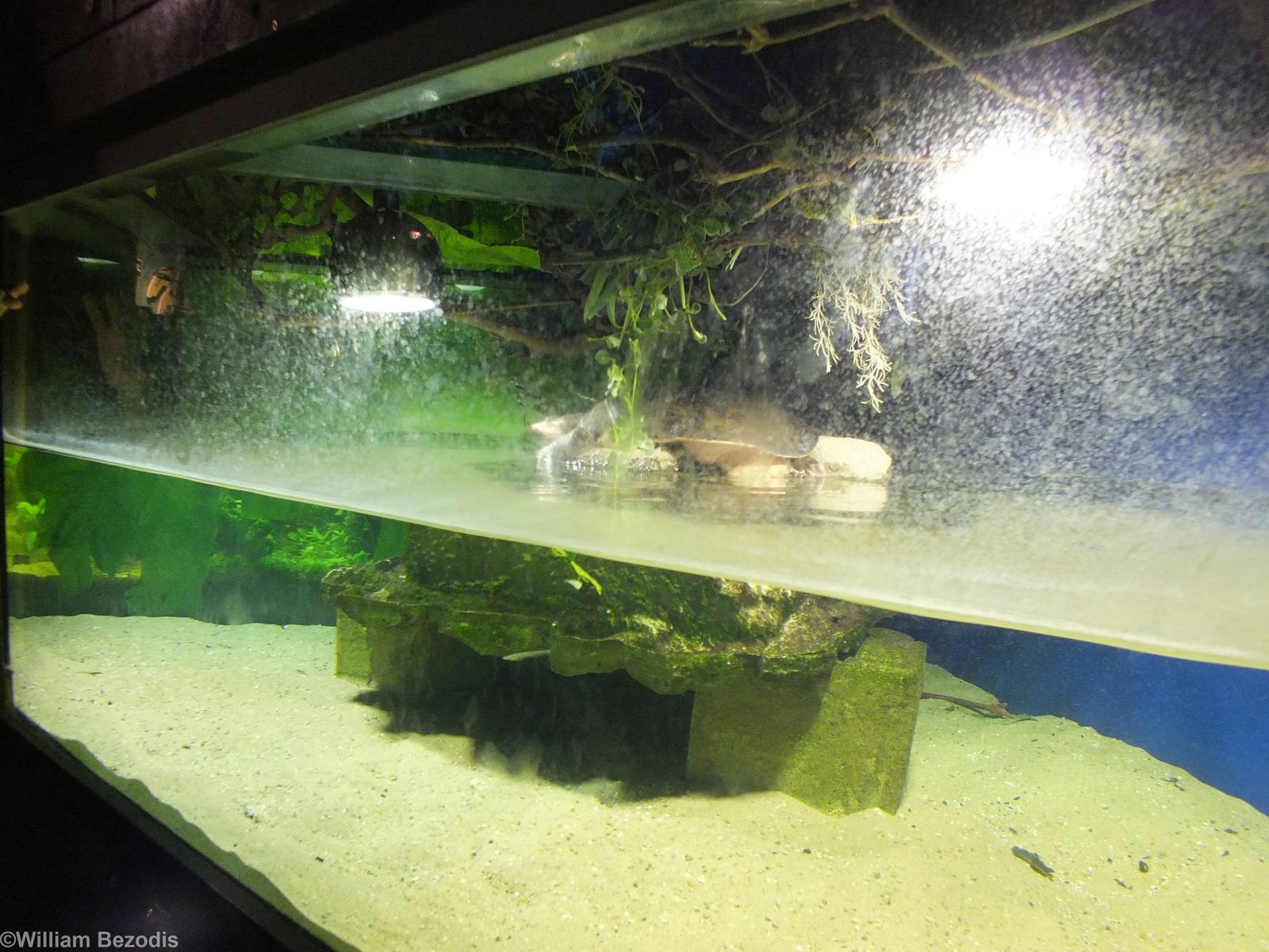 Florida Softshell Turtle Enclosure - Rainforest Section