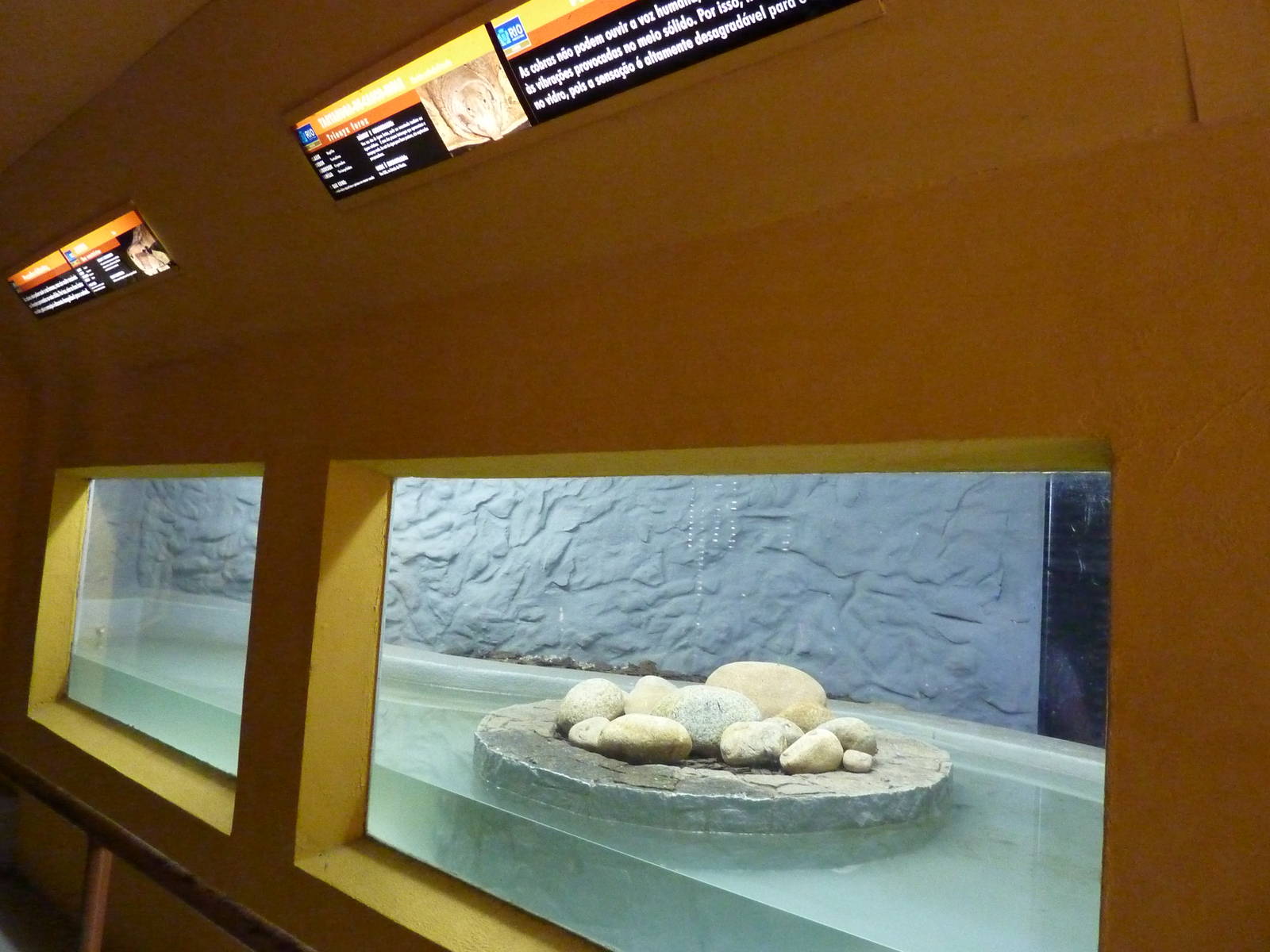 Florida softshell turtle enclosure