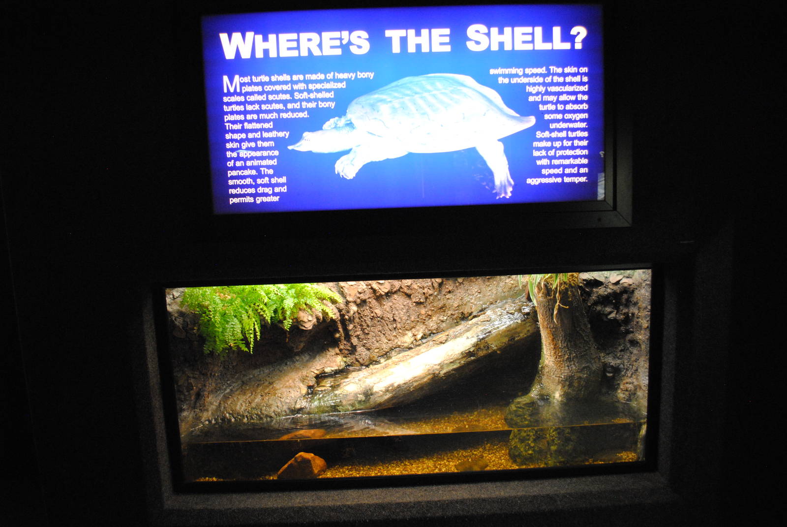Florida Softshell Turtle Exhibit (Main Gallery)