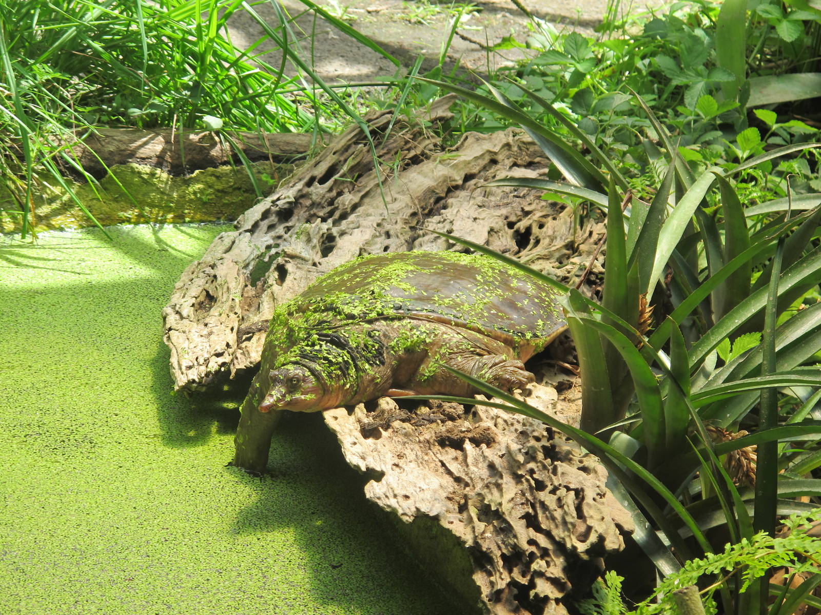Florida Softshell Turtle - Ti Point Reptile Park 2012